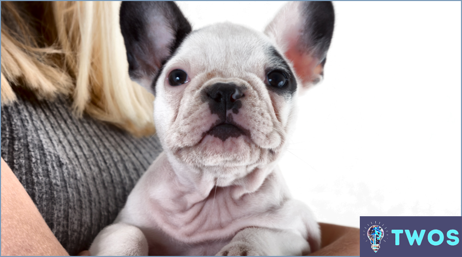 ¿Cómo limpiar las orejas de un Bulldogs francés?