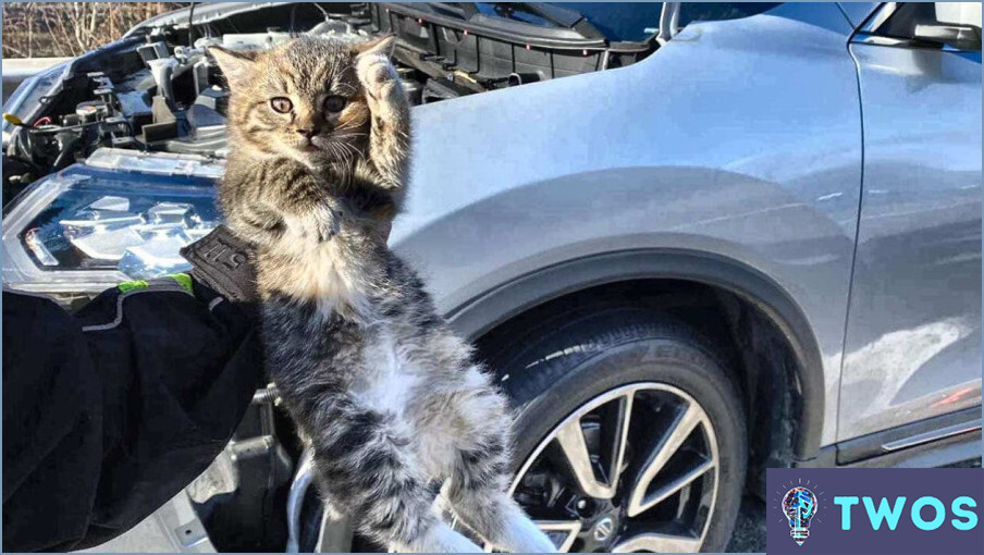 ¿Cómo sacar un gato del motor de un coche?