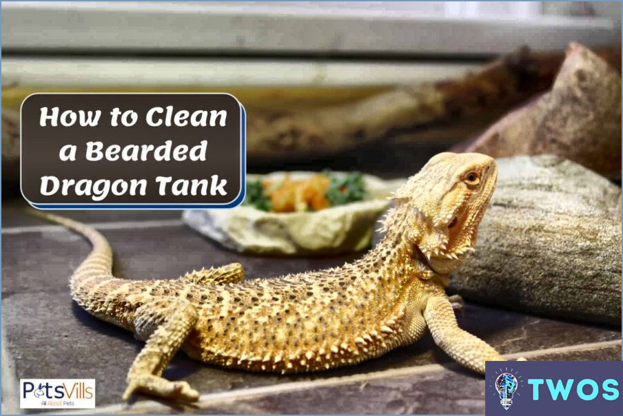 ¿Cómo limpiar el tanque de dragón barbudo?