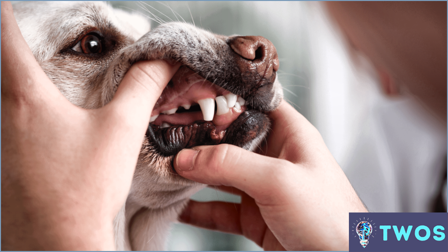Cómo limpiar los dientes del perro con bicarbonato de sodio?