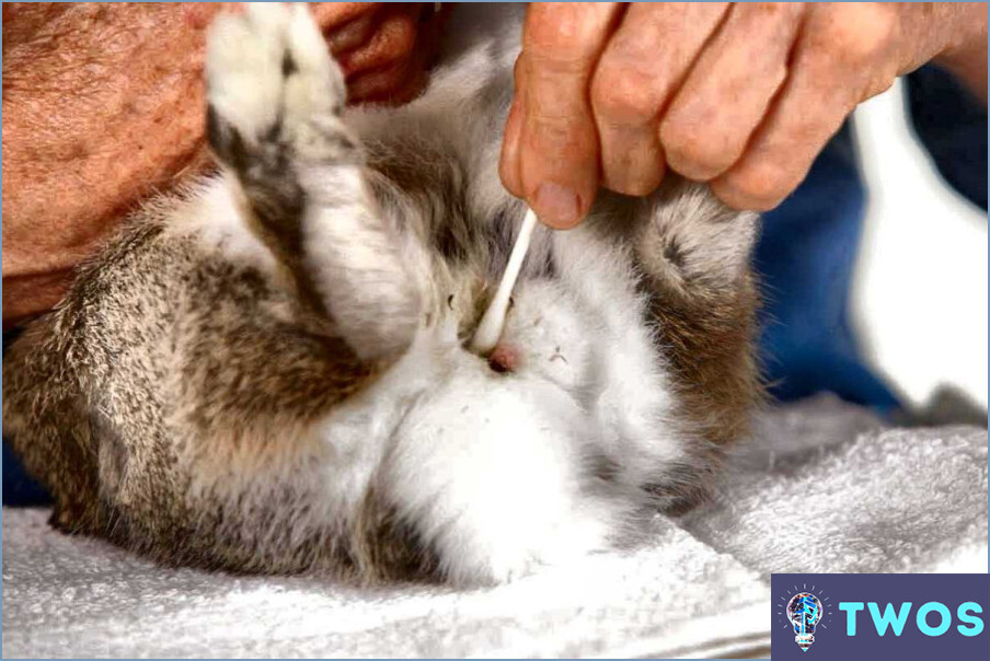¿Cómo limpiar los pies de los conejos orina?