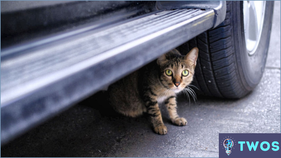 ¿Cómo sacar a un gatito de debajo de un coche?