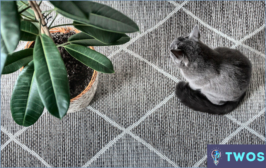 ¿Cómo limpiar la orina seca de gato de la alfombra?