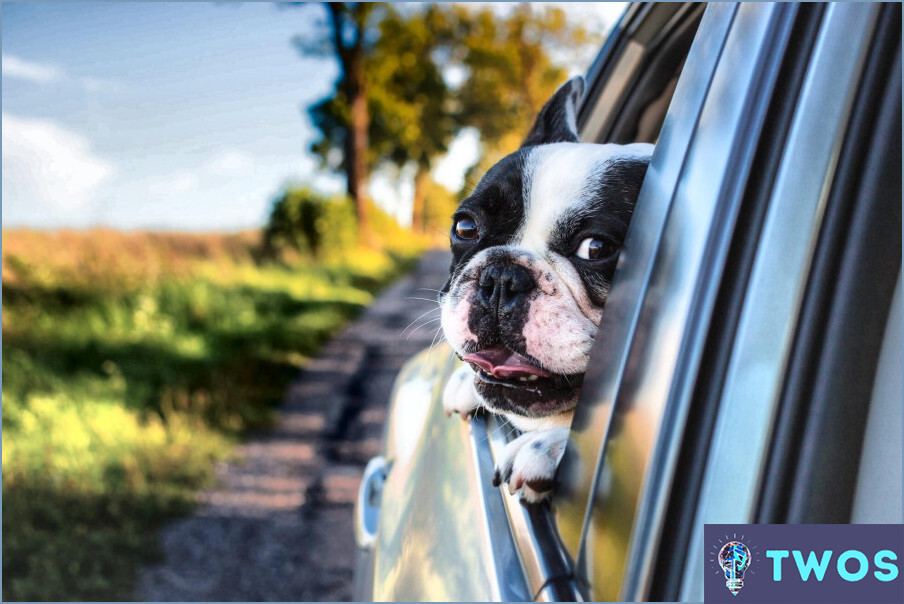¿Cómo calmar a un perro excitado en el coche?