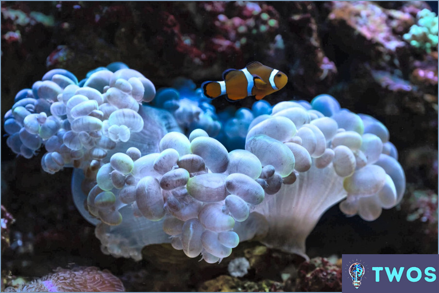 ¿Cómo limpiar el coral?