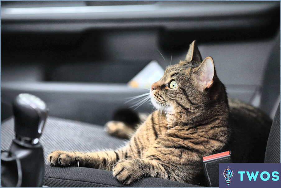 ¿Cómo transportar un gato en coche sin transportín?