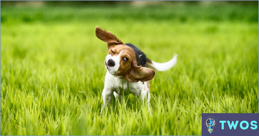 ¿Cómo limpiar las orejas de Beagle?