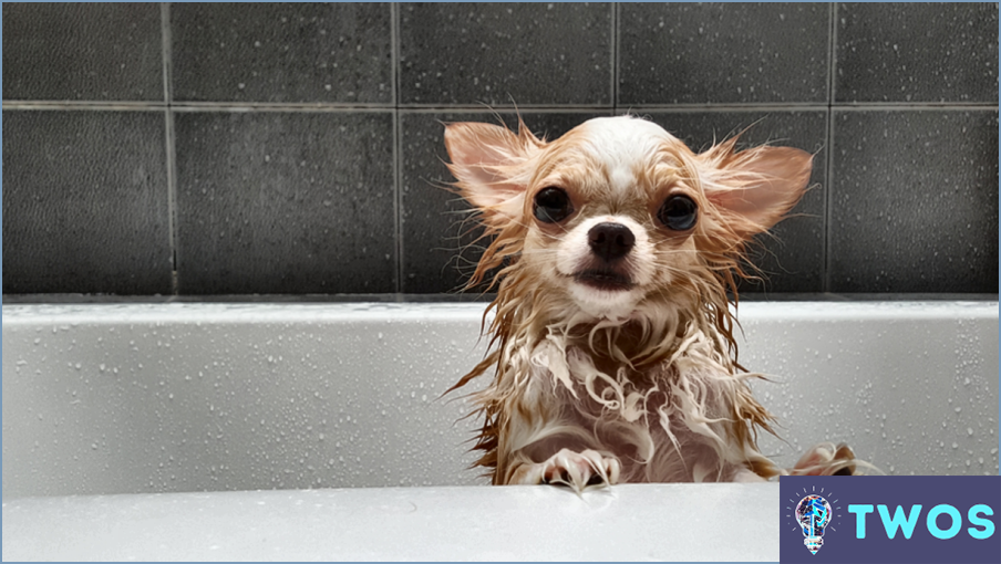 ¿Cómo mantener a los perros limpios entre baños?